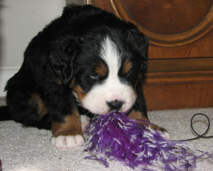 Bernese Mountain Puppy playing with its purple white feather toy.PNG
