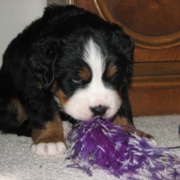 Bernese Mountain Puppy playing with its purple white feather toy.PNG
