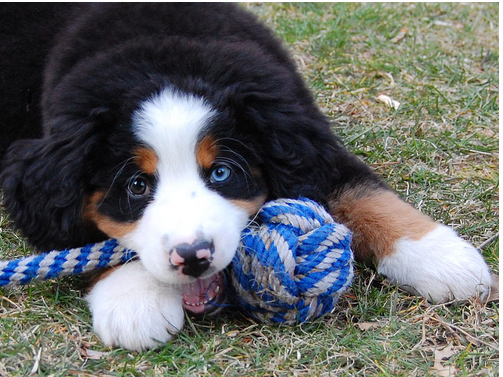 Bernese Mountain Puppy playing with its toy on the grass.PNG
