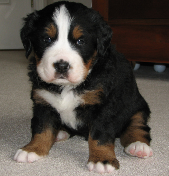 Bernese Mountain Puppy posting looking so cute.PNG
