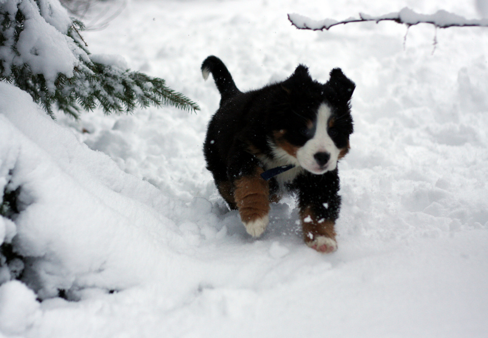 Bernese Mountain Puppy running in thick snow.PNG
