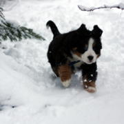 Bernese Mountain Puppy running in thick snow.PNG
