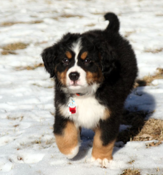 Bernese Mountain Puppy running on the snow in the sun.PNG

