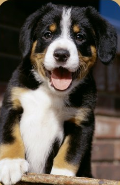 Bernese Mountain Puppy smiling to the camera looking so sweet.PNG
