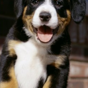 Bernese Mountain Puppy smiling to the camera looking so sweet.PNG
