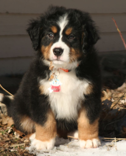 Bernese Mountain Puppy standing in snow with full sunshine.PNG
