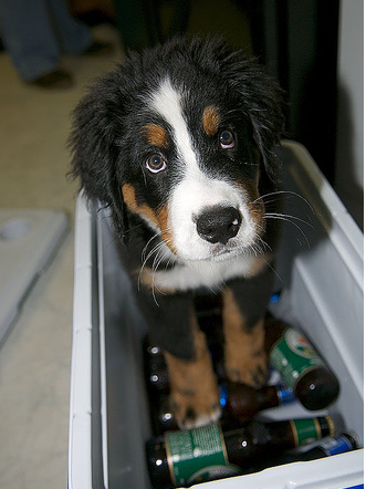 Bernese Mountain Puppy standing inside a beer cooler.PNG
