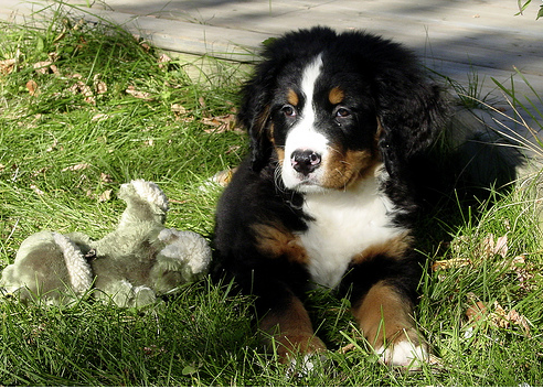 Bernese Mountain Puppy taking the sun bath on the grass.PNG
