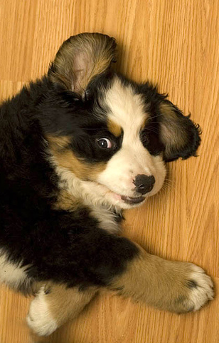 Bernese Mountain Puppy with funny puppy face expression.PNG
