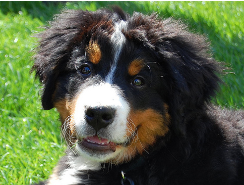 Bernese Mountain Puppy with fuzzy fur.PNG
