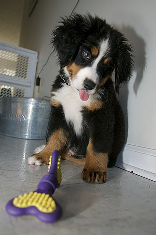 Bernese Mountain Puppy with its purple yellow dog toy in front.PNG

