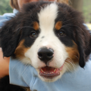 Bernese puppy face close up picture looking straight to the camera.PNG
