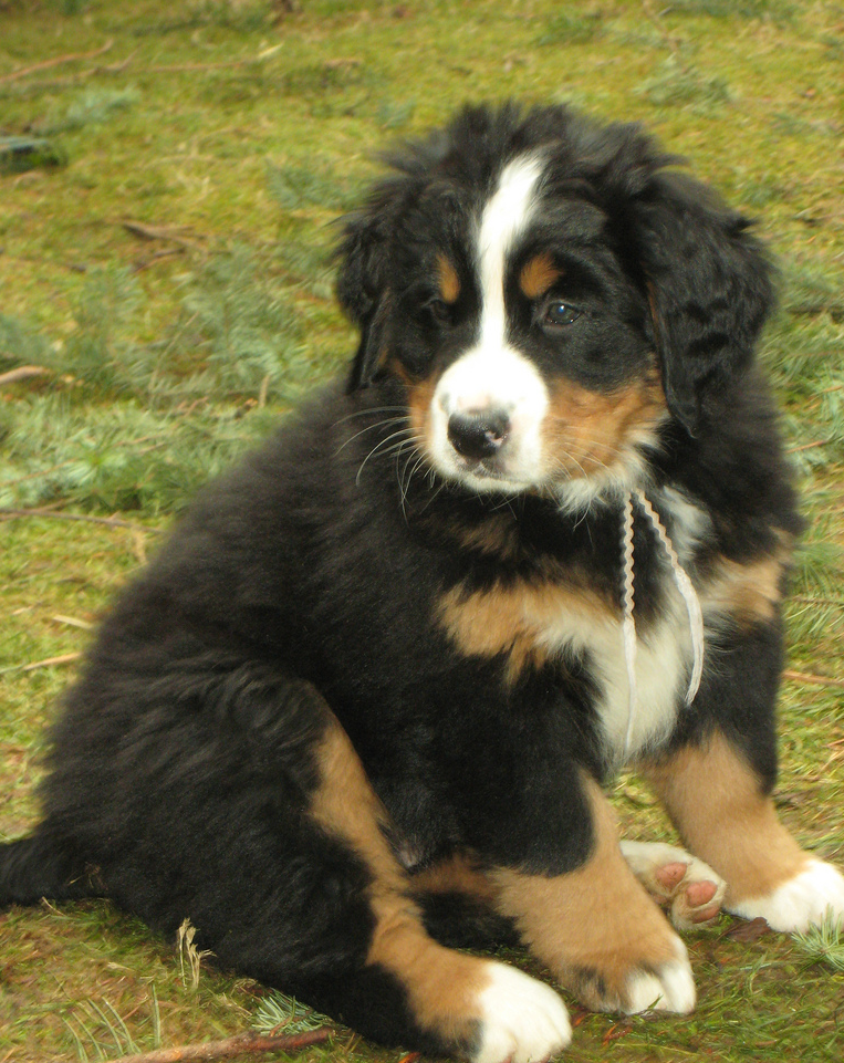 Bernese Puppy picture.PNG
