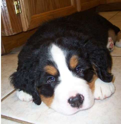 Big Bernese Mountain Puppy looking straight to the camera.PNG
