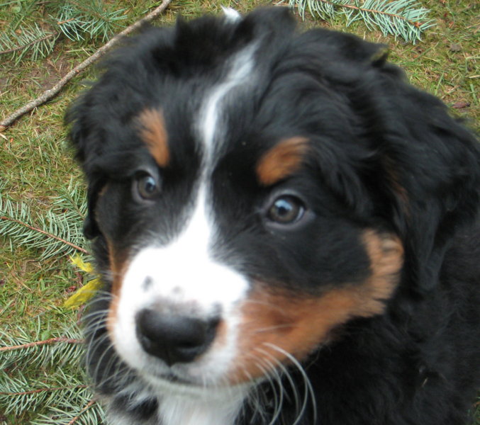 Close up photo of Bernese Mountain Pup.PNG
