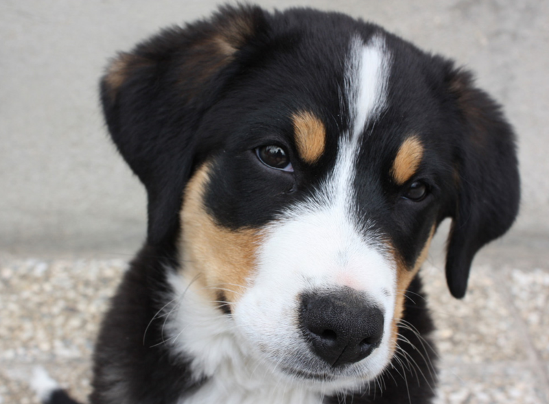 Close up picture of Bernese Mountain Puppy face.PNG

