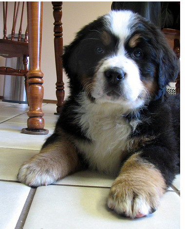 Cute picture of Bernese Mountain Puppy.PNG
