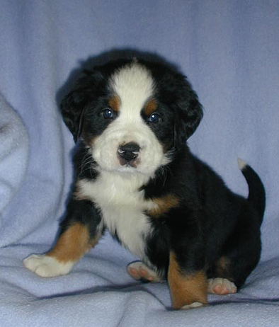 Cute young Bernese Mountain Pup picture posting to the camera.PNG
