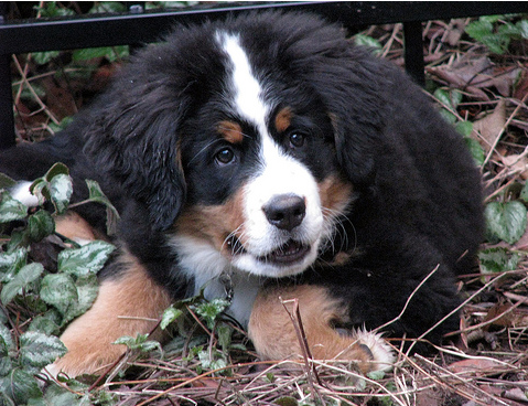 Fury Bernese Mountain Puppy pic.PNG
