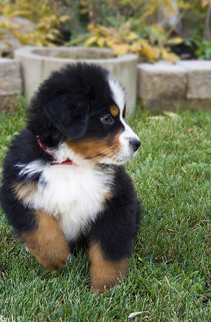 Fury Bernese Mountain Puppy running on the grass.PNG
