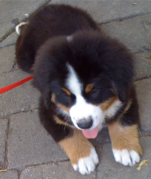 Fury Bernese puppy sticking out its tongue.PNG
