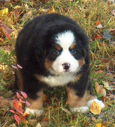 Fury chubby Bernese Mountain Puppy looks like a small bear.PNG
