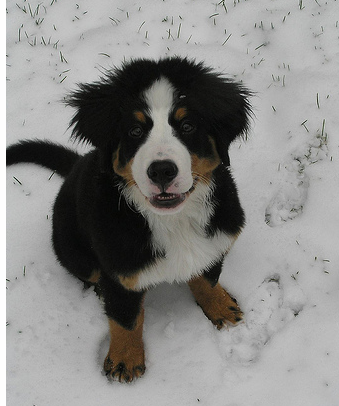 Image of Bernese Mountain Puppy on the white snow.PNG
