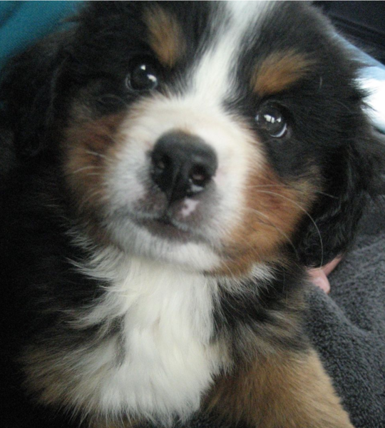 Image of Bernese Mountain Puppy picture.PNG
