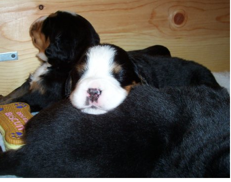 New puppies Bernese Mountain dog sleeping on top of each other looking so adorable.PNG
