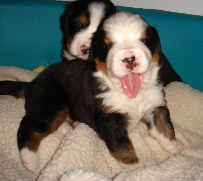 New puppies Bernese Mountain dogs pictures.PNG
