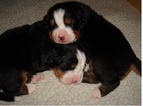 Newborn Bernese Mountain Puppies pictures.PNG
