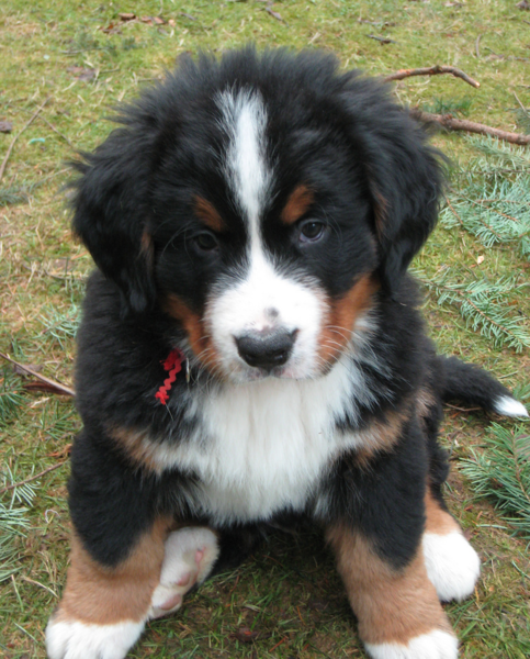 Photo of Bernese Mountain Puppy posting to the camera.PNG
