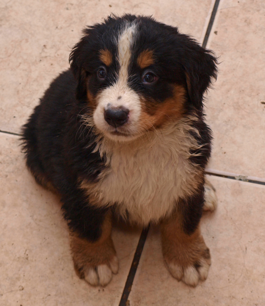 Picture of a wet Bernese Mountain Puppy looking up to the camera.PNG
