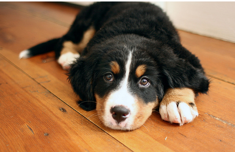 Picture of Bernese puppy on wood floor.PNG
