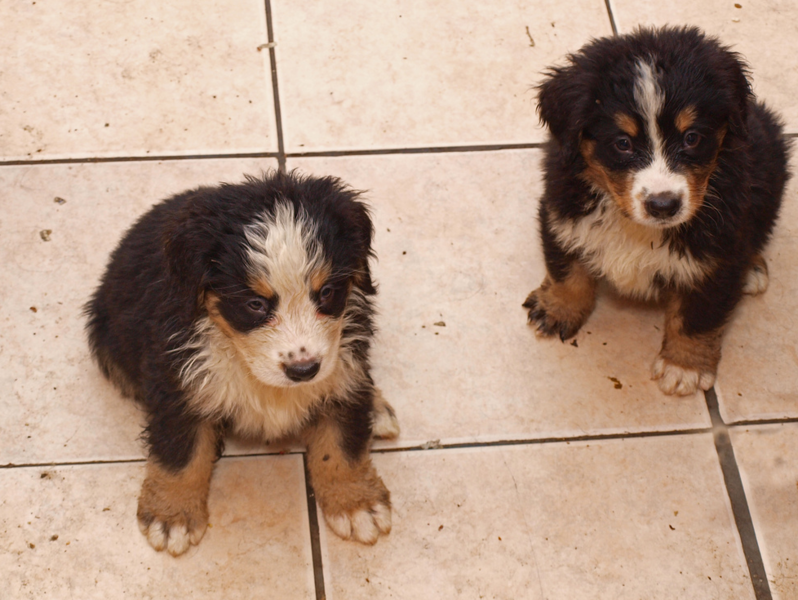 Picture of two wet Bernese Mountain Puppies.PNG
