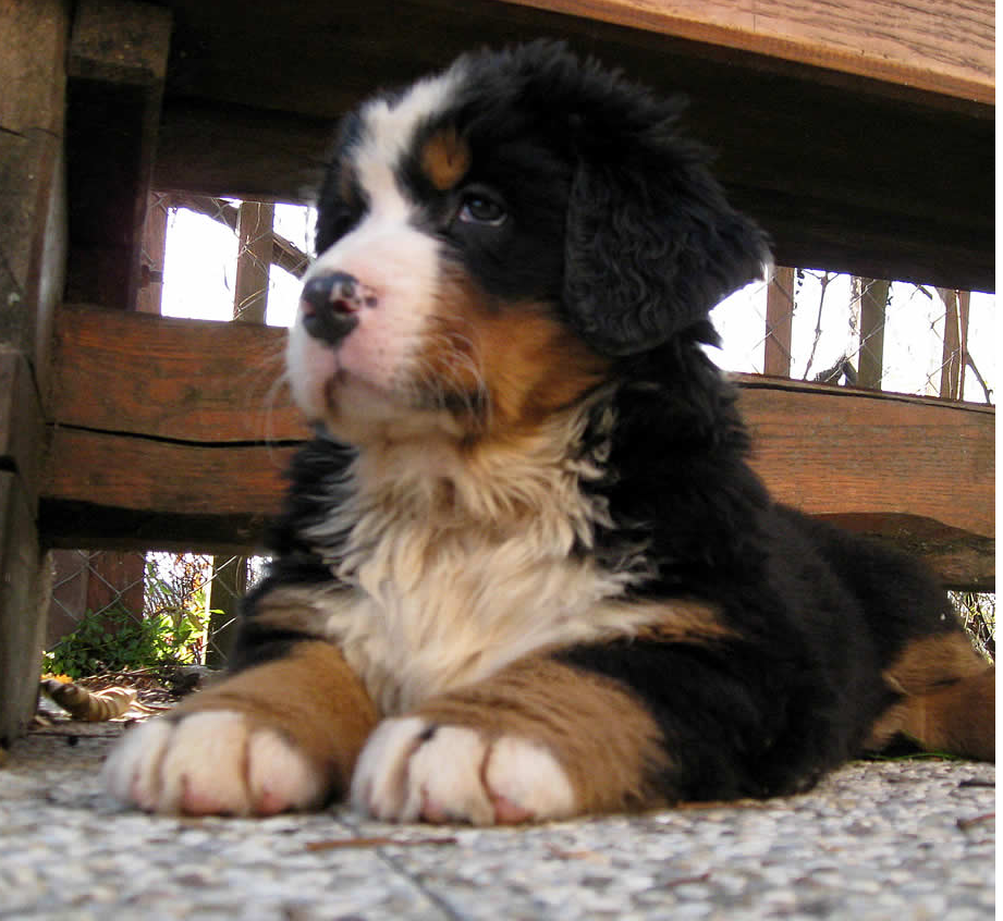 Posting picture of a Bernese Mountain Puppy dog.PNG

