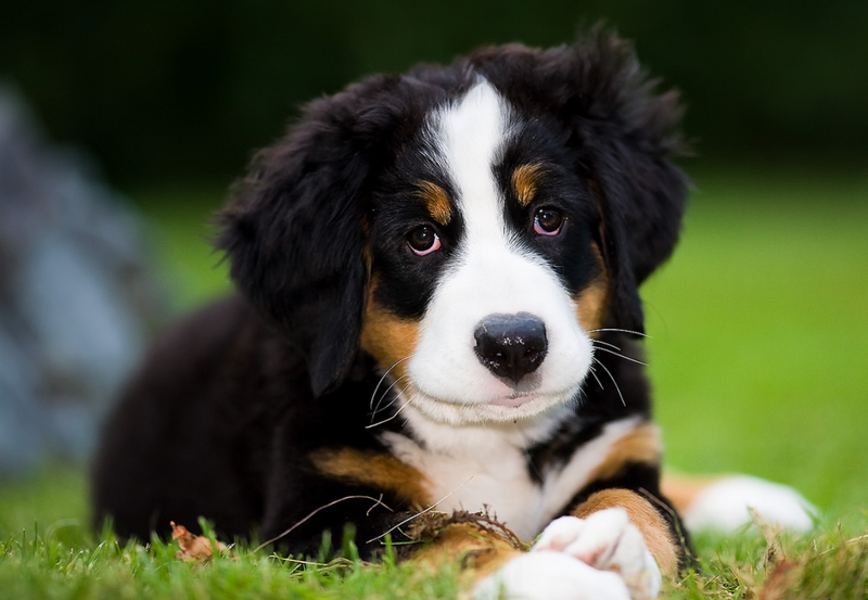 Pretty Bernese Mountain Puppy posting on the grass.PNG
