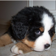 Small cute Bernese Mountain Puppy with white fur on the head.PNG
