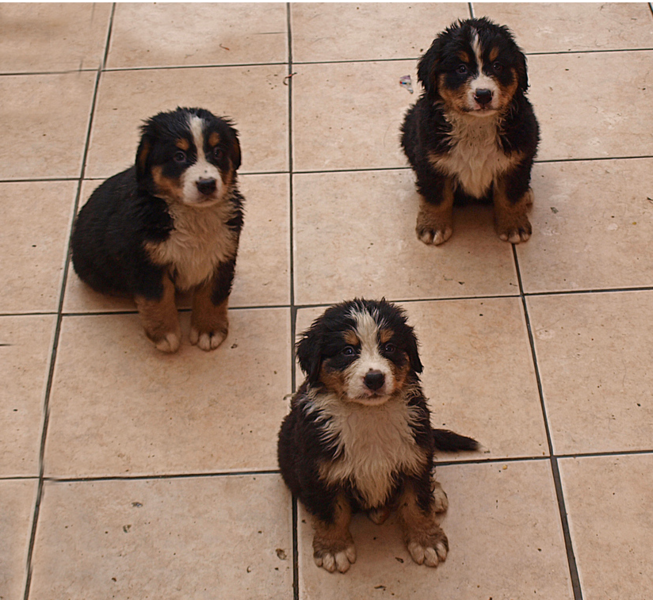 Three wet Bernese Mountain Puppies image.PNG
