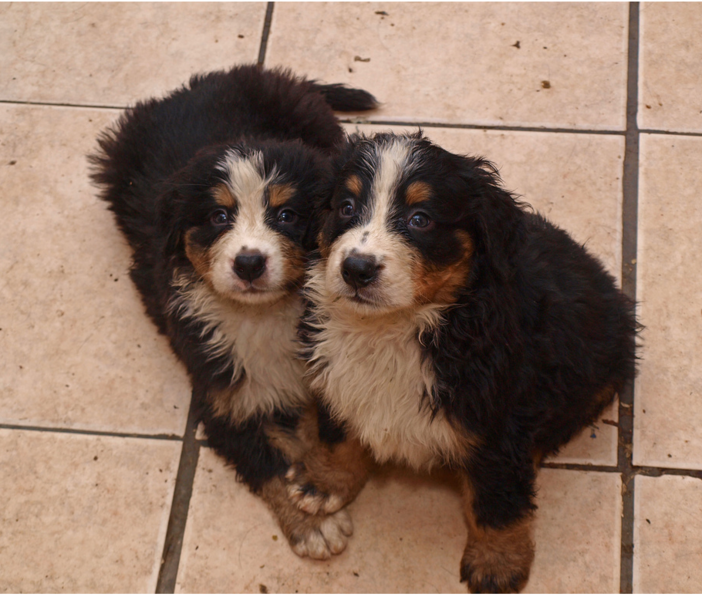 Two wet Bernese Mountain Puppies standing close to each other posting to the camera.PNG
