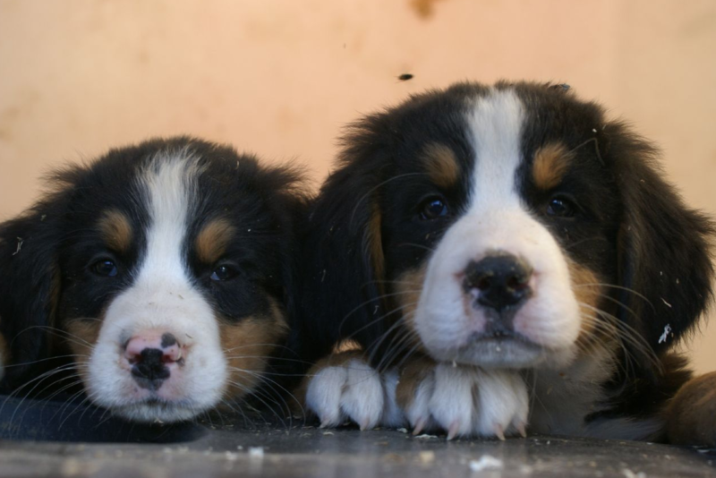 Two young Bernese Mountain Dogs Puppies looking straight to the camera looking so adorable.PNG
