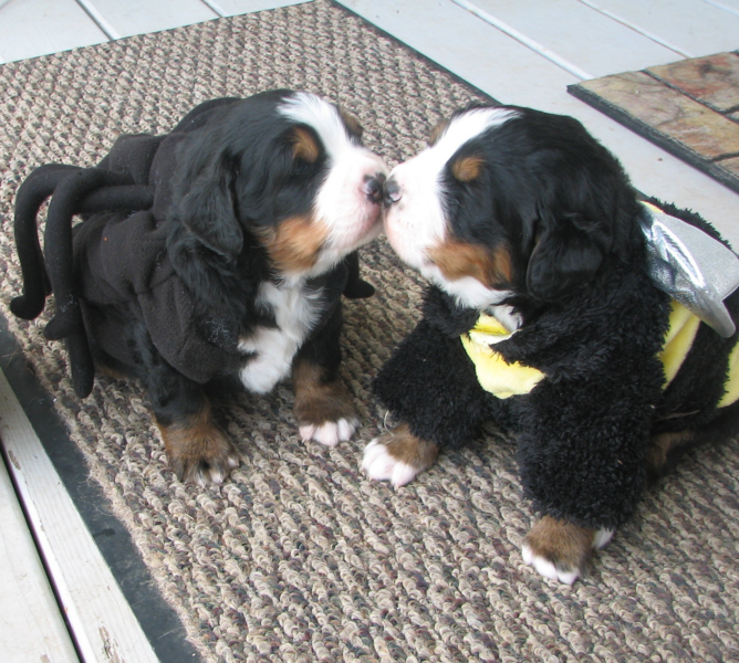 Two young Bernese Mountain Puppies in customes kissing each other so cute.PNG
