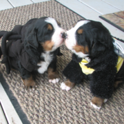 Two young Bernese Mountain Puppies in customes kissing each other so cute.PNG
