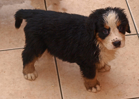 Wet bernese puppy pictures.PNG

