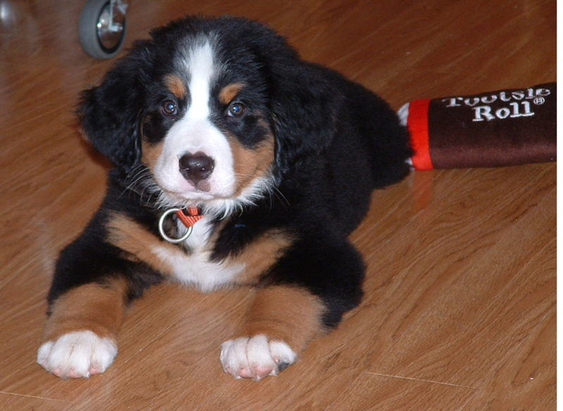 Young Bernese Mountain Pup on the light color wood floor with its dog toy.PNG
