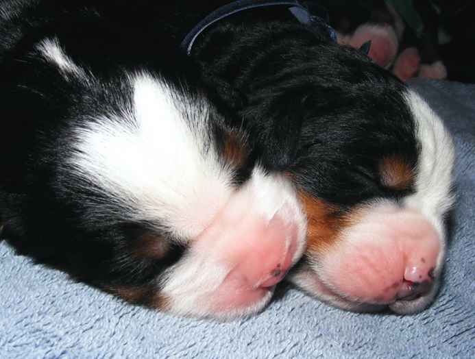 Young Bernese Mountain Puppies in deep sleep.PNG
