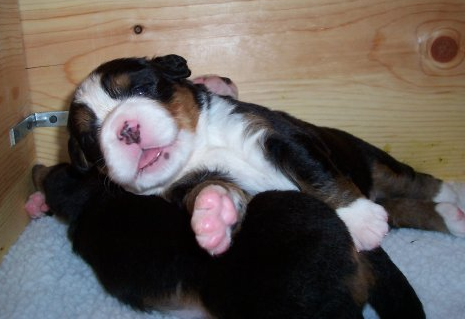Young Bernese Mountain Puppies laying on top of each other.PNG
