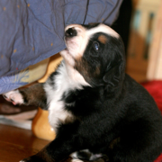 Young Bernese Mountain Puppy bitting on a comforter.PNG
