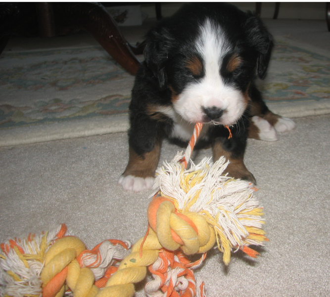 Young Bernese Mountain Puppy bitting on its big orange and yellow dog toy.PNG
