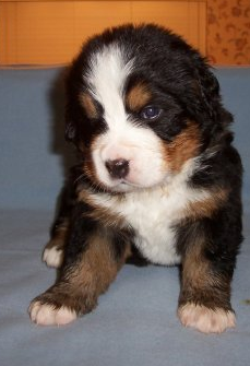 Young Bernese Mountain Puppy in three colors.PNG
